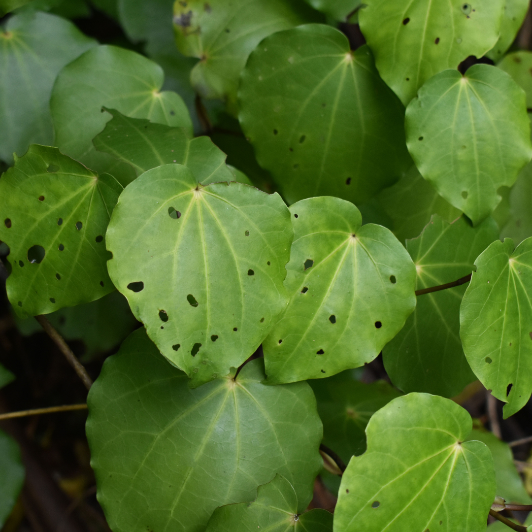 Kawakawa MyNativeForest
